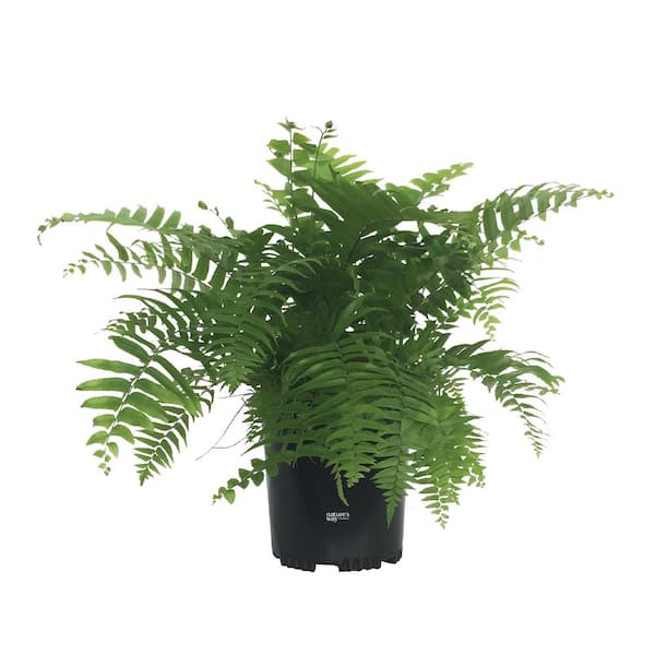 Fern Macho Live Outdoor Plant in Growers Pot Average Shipping Height 1-2 Ft. Tall
