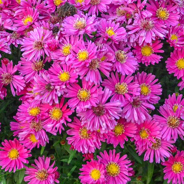 Spring Hill Nurseries 2 in. Pot Carmine Red Kickin Aster Live Deciduous Plant Red and Pink Flowering Perennial (1-Pack)