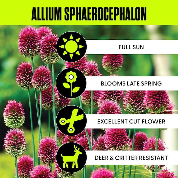Allium Sphaerocephalon Bulbs (Set of 25)