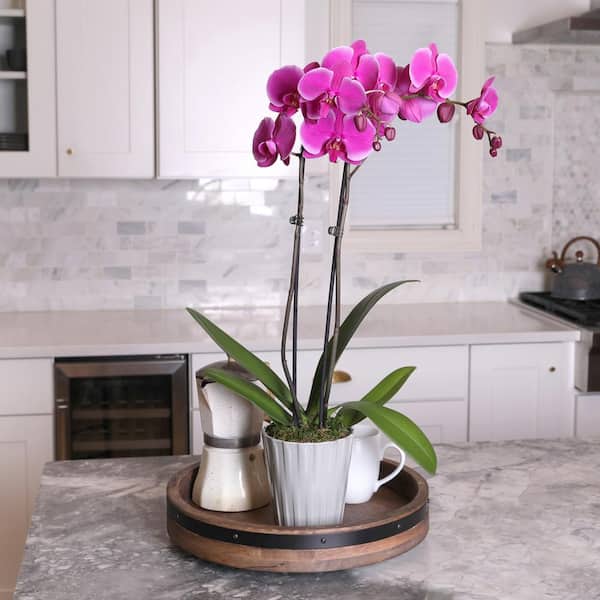 Just Add Ice Premium Orchid (Phalaenopsis) Purple Plant in 5 in
