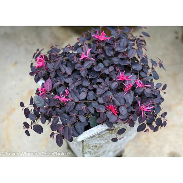 PROVEN WINNERS 2 Gal. Jazz Hands Mini Loropetalum Flowering Shrub with White Blooms