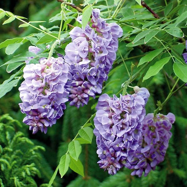 FLOWERWOOD 2.5 Gal. Amethyst Falls Wisteria, Live Vine Plant, Clusters of  Lilac-Purple Blooms 58023FL - The Home Depot