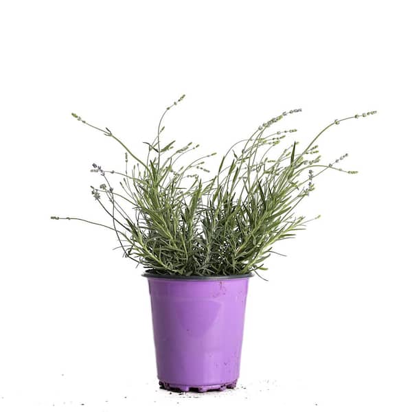 2.5 Qt. Lavender Hidcote Plant 1005654477 - The Home Depot