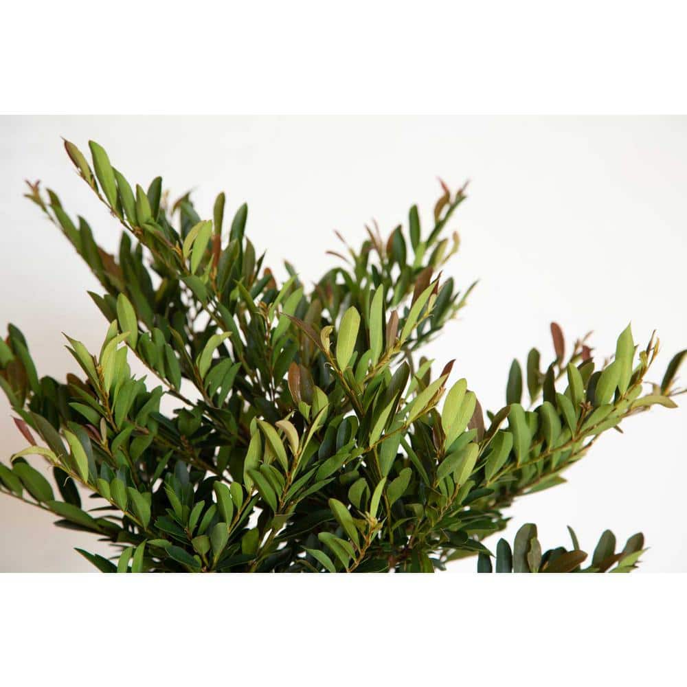 2 Gallon Bronze Distylium Evergreen Shrub for Sun or Shade