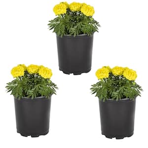 2 Qt. Yellow Marigold Annual Plant (3-Pack)