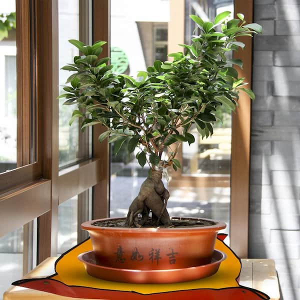 The Bonsai Supply 39 in. x 39 in. Potting Mat Portable Gardening Mat  Repotting Mat Waterproof Plants Bonsai Succulents Pottingmat39 - The Home  Depot