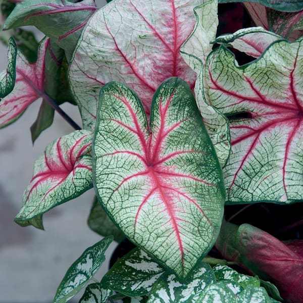 ALTMAN PLANTS 1Qt. Vigoro Caladium Plant with Rd/Wht/Grn Flowers