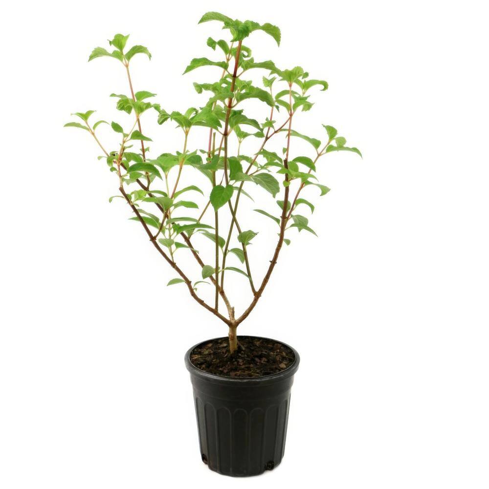 Compact White Hydrangea Flowering Shrub in 1-Gallon Container