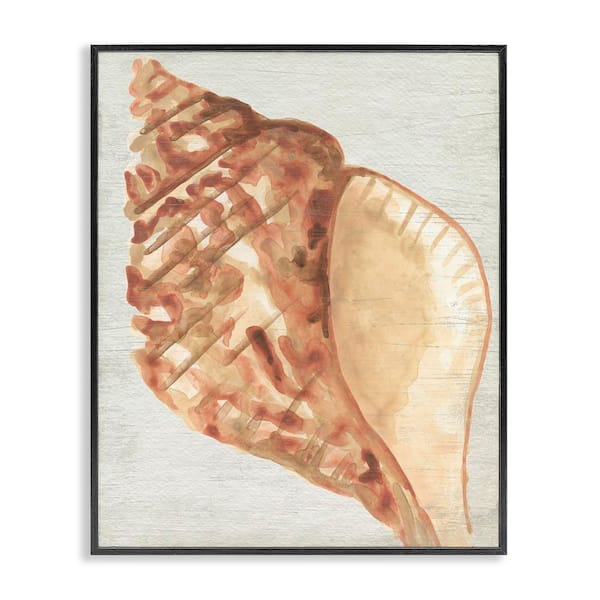 Stupell Industries Tan Conch Shell by June Erica Vess Black Framed Coastal Giclee Art Print 14 in. x 11 in.
