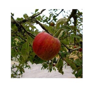 7 Gal. Jonathan Apple Tree