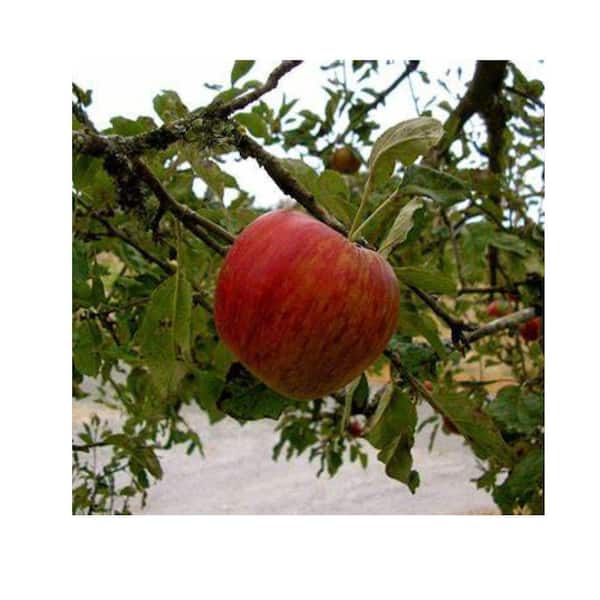 Unbranded 7 Gal. Jonathan Apple Tree
