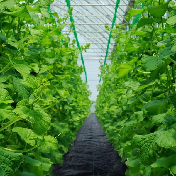 6FT. x 300FT. Premium Weed Barrier Fabric Heavy Duty 3. 2 oz. Woven Weed Control Fabric, High Permeability Good