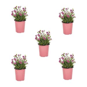 1.5 Pt. Dianthus Pink Kisses Perennial Plant (5-Pack)