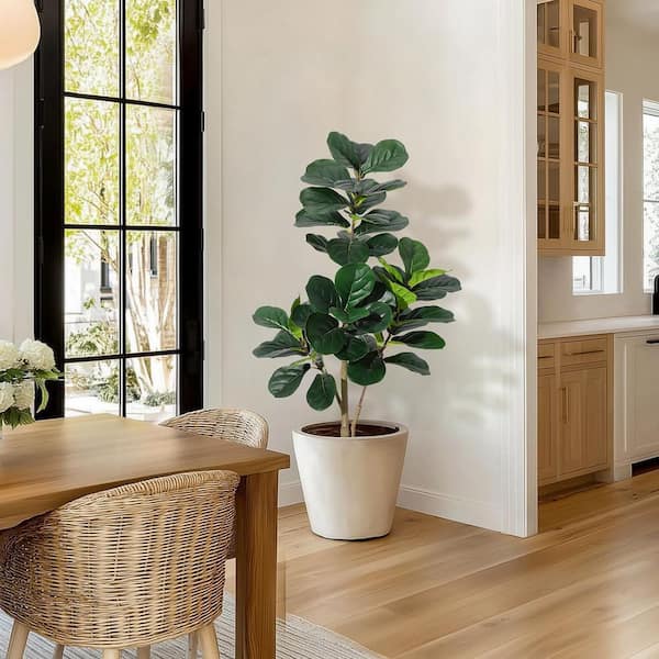 indoor banana plant for sale Dwarf Banana (Musa Acuminata) main image 0