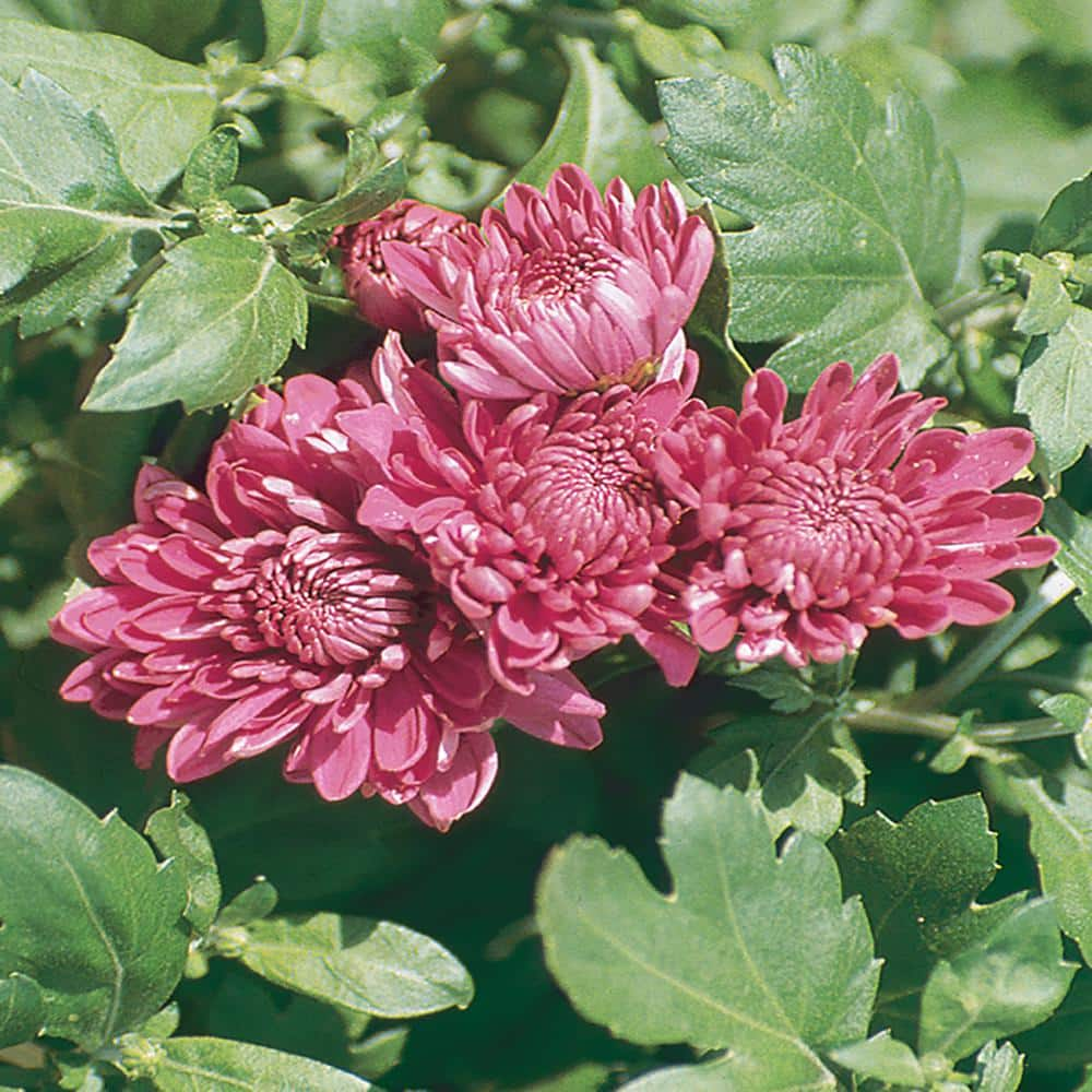 Purple Mum Chrysanthemum Plant in 10 in. Classic Hanging Basket