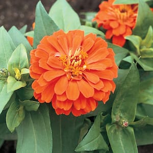 4.5 in. Orange Zinnia Plant
