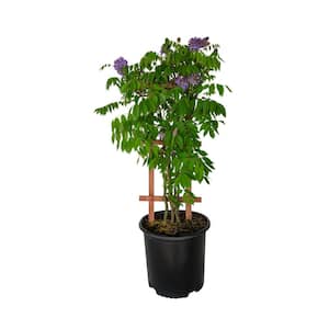 2.5 Gal. Amethyst Falls Wisteria, Live Vine Plant, Clusters of Lilac-Purple Blooms