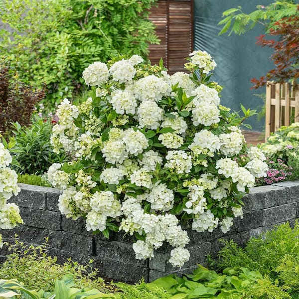 フラワー・ガーデニング htrurujrt PROVEN WINNERS 2 Gal. Fairytrail White Hydrangea Shrub 18393 - The