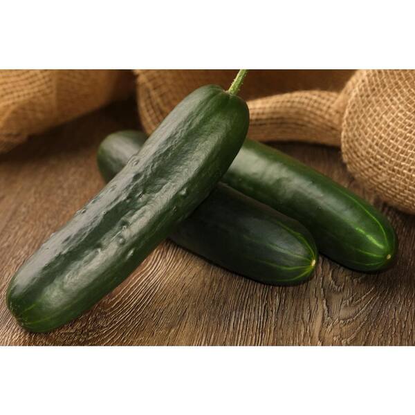 PROVEN WINNERS 4.25 in. Eco+Grande Straight 8 Cucumber (Cucumis sativus) Live Vegetable Plant (4-Pack)