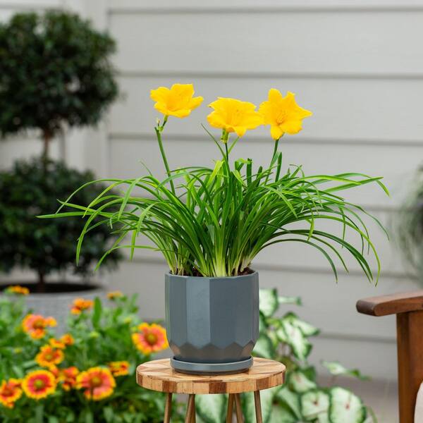 houseonthehill yellowflower ロンティ 80サイズ METROLINA GREENHOUSES 2 QT. Stella D'oro Daylily Plant with Yellow
