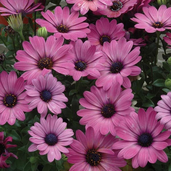 Vigoro 1.5 PT Osteospermum African Daisy 'Margarita Dark Pink' Pink ...