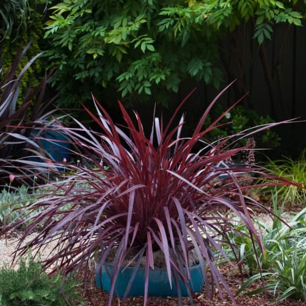 2.5 Qt. Design-A-Line Cordyline - Narrow Arching Rich Burgundy Foliage