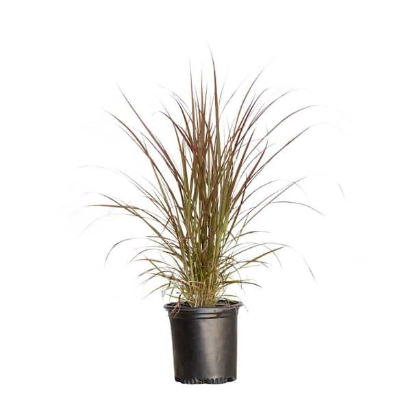 2.5 Qt. Purple Fountain Grass (Pennisetum Rubrum) - Live Perennial Ornamental Plant