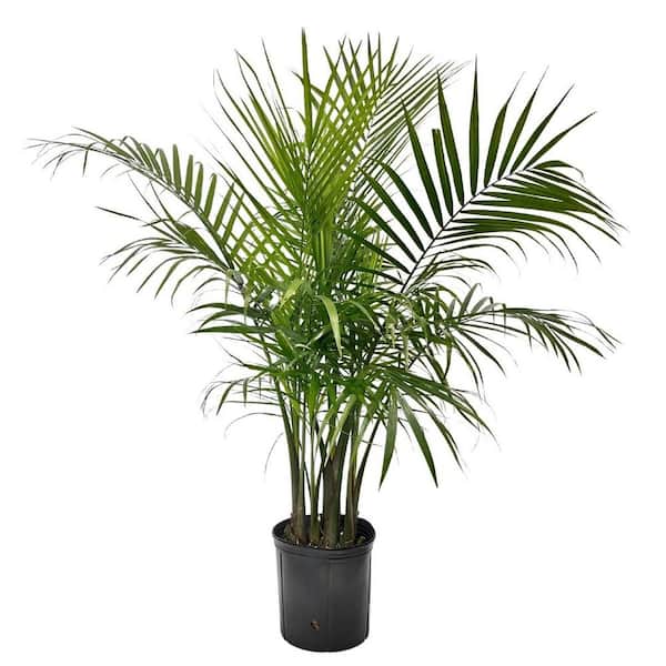 NATURE'S WAY FARMS 12 in. Ravenea Majesty Palm Plant in Grower Pot