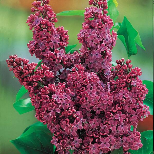 Spring Hill Nurseries 4 in. Pot Charles Joly Lilac (Syringa), Live Deciduous Plant, Red Flowers on Green Foliage (1-Pack)