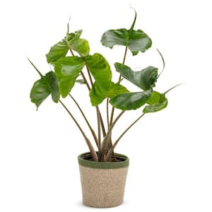 7 in. PW Leafjoy Stingray Alocasia Live Indoor Plant in Seagrass Pot
