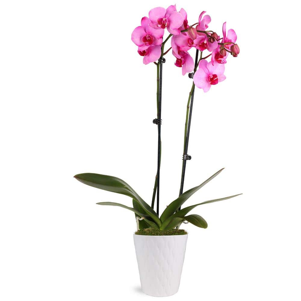 Premium Orchid (Phalaenopsis) Pink Watercolor Plant in 5 in. White Ceramic Pottery -  Just Add Ice, J5065