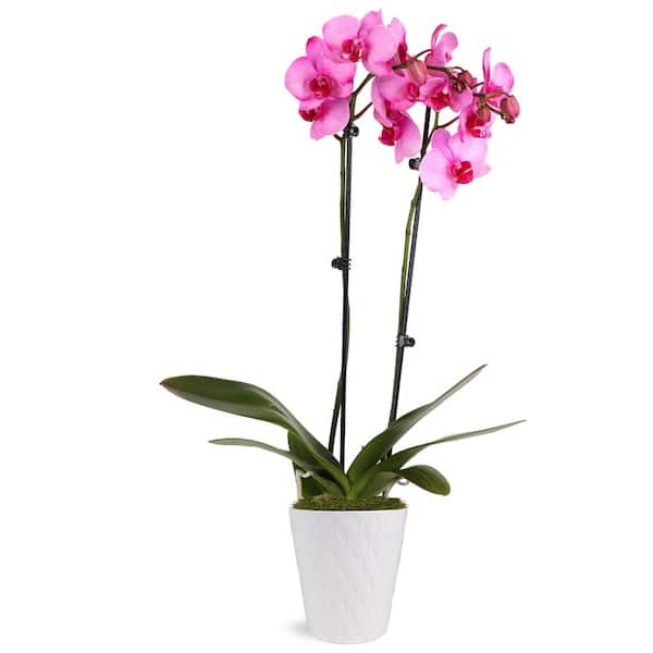 Just Add Ice Premium Orchid (Phalaenopsis) Pink Watercolor Plant in 5 in. White Ceramic Pottery