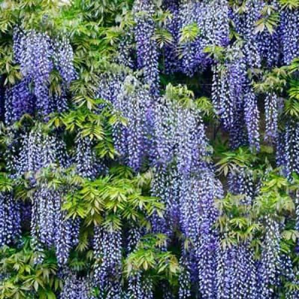 2 Gal. Amethyst Falls Wisteria Vine