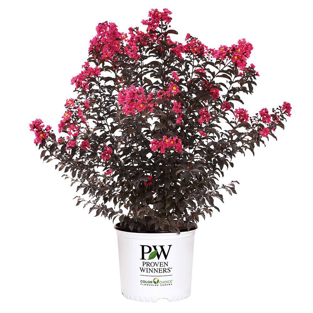 PROVEN WINNERS 5 Gal. Center Stage Pink Crape Myrtle Tree with Hot Pink ...