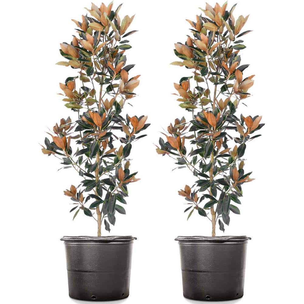 4-5 Tall Little Gem Magnolia (2-Pack) THD00162 The Home Depot