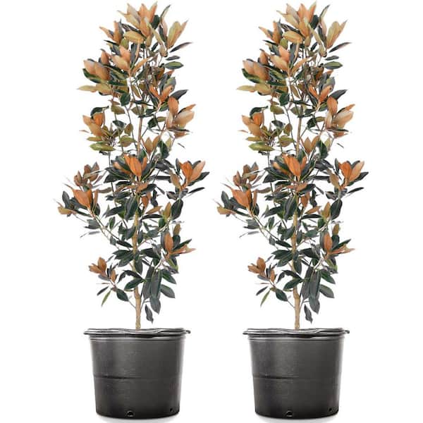 Unbranded 4-5 ft. Tall Little Gem Magnolia (2-Pack)