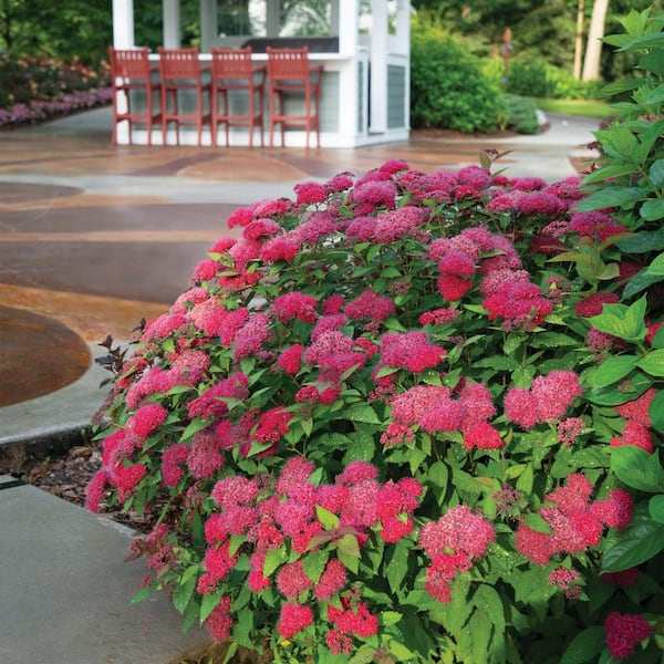 PROVEN WINNERS 2 Gal. Double Play Doozie (Spirea) Live Shrub with