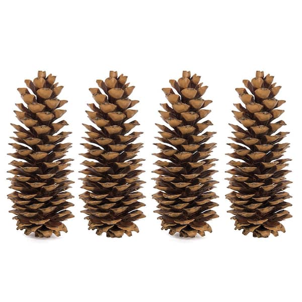 DomeStar 30PCS Natural Pine Cones Bulk Pinecones for Decorating Assortment  Ru