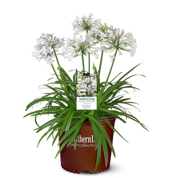 2 Gal. Ever White Agapanthus (Lily of the Nile) with Reblooming White Flower Clusters