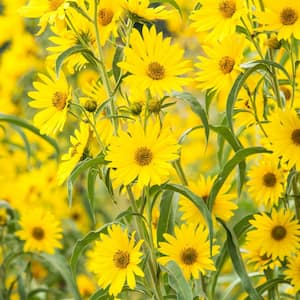 Maximillian Sunflower (Helianthus), Live Bareroot Perennial Plant, Yellow Flowering (3-Pack)