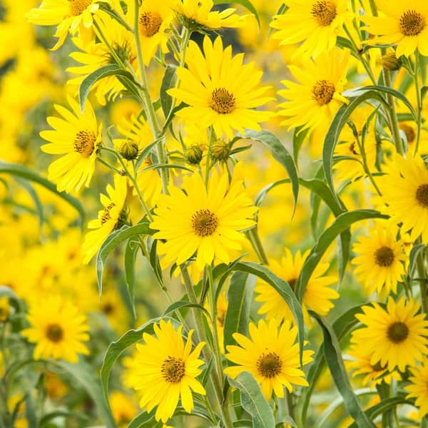 Spring Hill Nurseries Maximillian Yellow Flowering Sunflower (Helianthus), Dormant Bare Root Perennial Starter Plants (6-Pack)