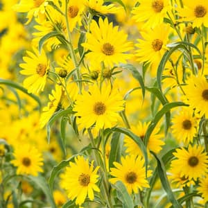 Maximillian Sunflower (Helianthus), Live Bareroot Deciduous Plants, Yellow Flowering Perennial (3-Pack)