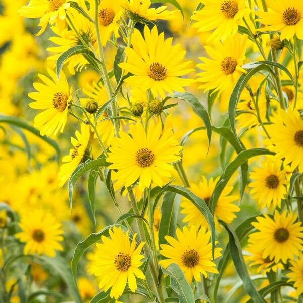 Spring Hill Nurseries Maximillian Sunflower (Helianthus), Live Bareroot Deciduous Plants, Yellow Flowering Perennial (3-Pack)