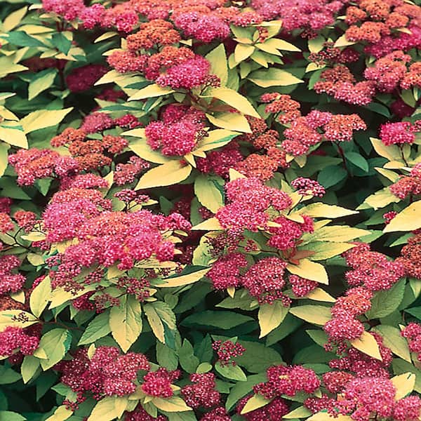 Cottage Gardens 1 Gal. Goldflame Spirea Shrub with Pink Flowers
