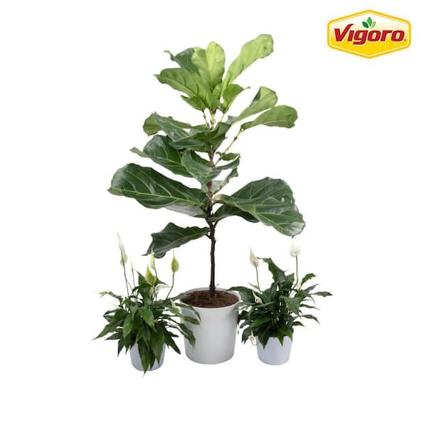 Vigoro 10 in. Fiddle Leaf Lyrata Standard and (2) 6 in. Spathiphyllum Peace Lily Plant in White Decor Planter, (3 Pack)