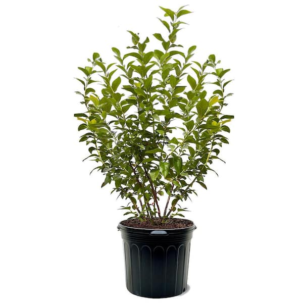 7 Gal. Blueberry Colibri (S. Highbush) Plant