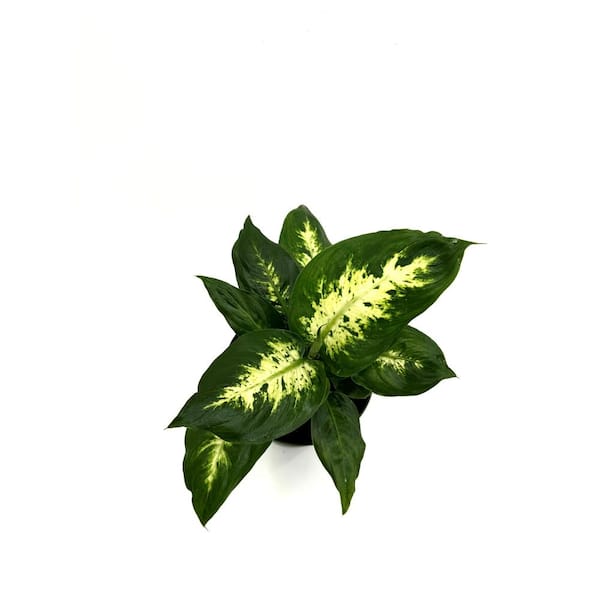 HAMPSHIRE FARMS 6 in. Dieffenbachia Compacta Plant in Grower Pot