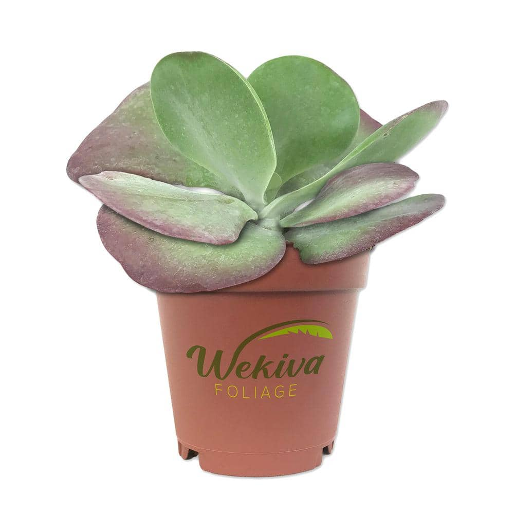 Wekiva Foliage Kalanchoe Flapjacks Live Plant In A In Pot