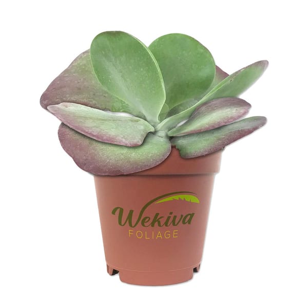 Wekiva Foliage Kalanchoe Flapjacks - Live Plant in a 4 in. Pot - Kalanchoe Luciae - Drought Tolerant Cacti Succulent Houseplant