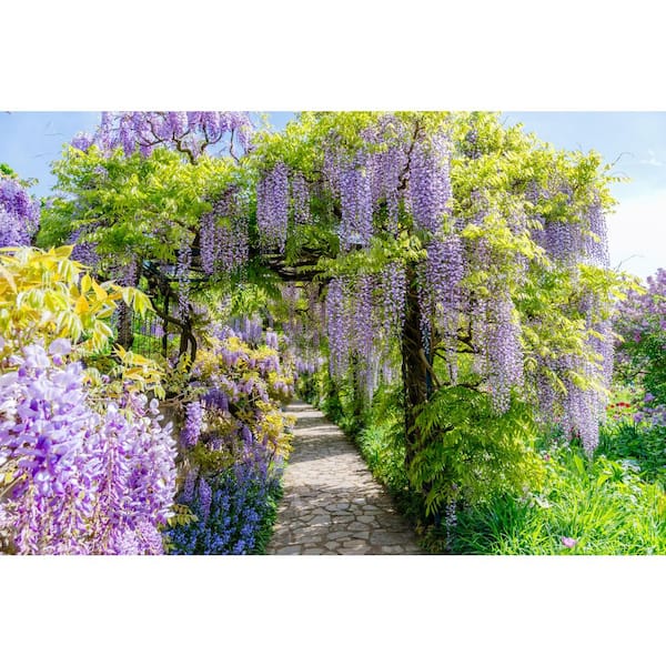 Online Orchards 1 gal. Blue Wisteria Plant with Fast Growing Vines